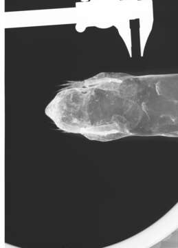 Image of Urocitellus columbianus columbianus (Ord 1815)