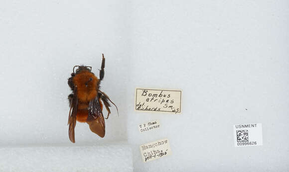 Image of Bombus atripes Smith 1852