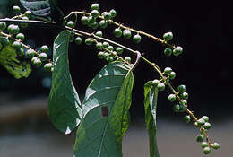 Coccoloba parimensis Benth. resmi