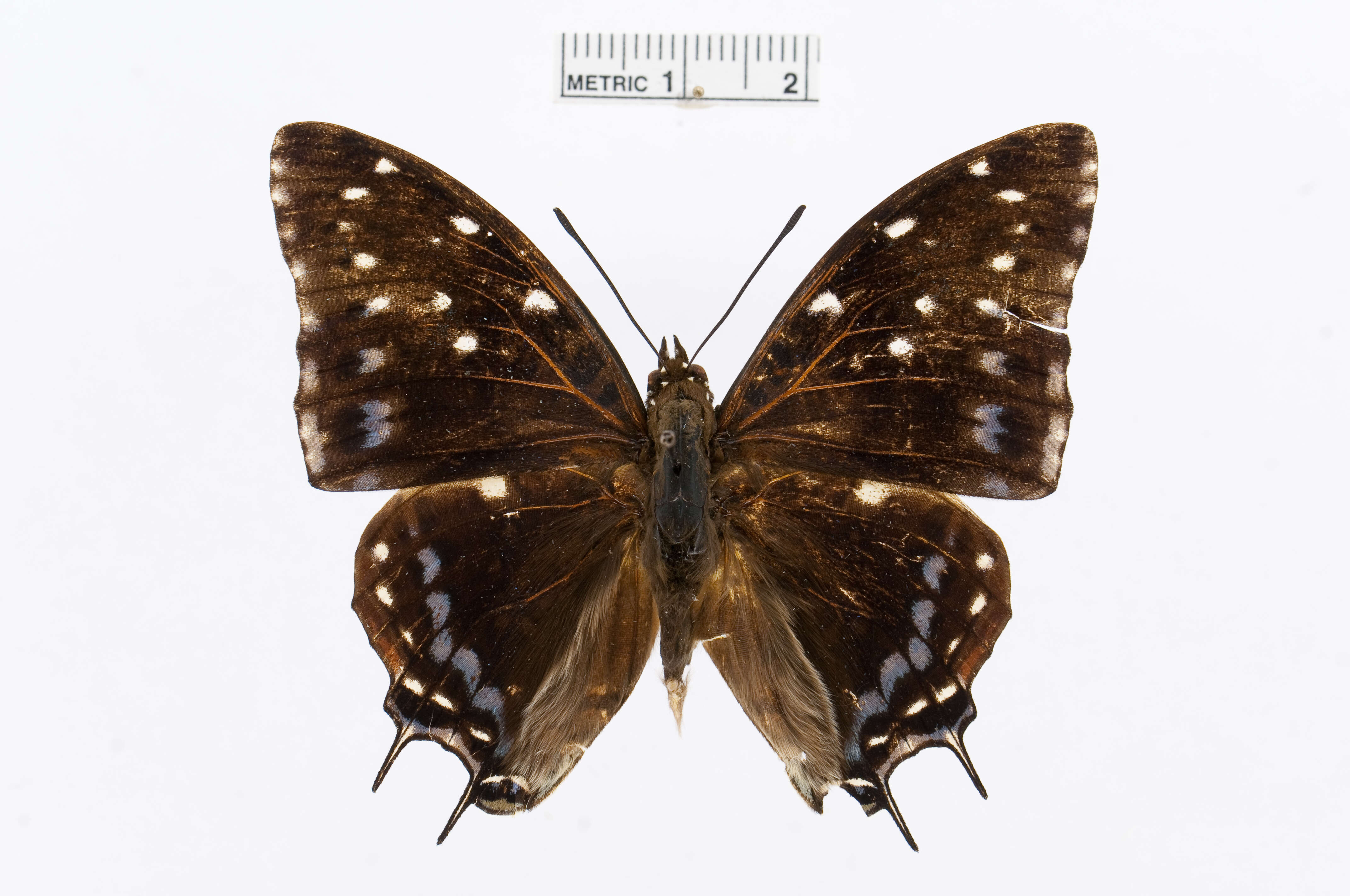 Imagem de Charaxes etesipe Godart 1824