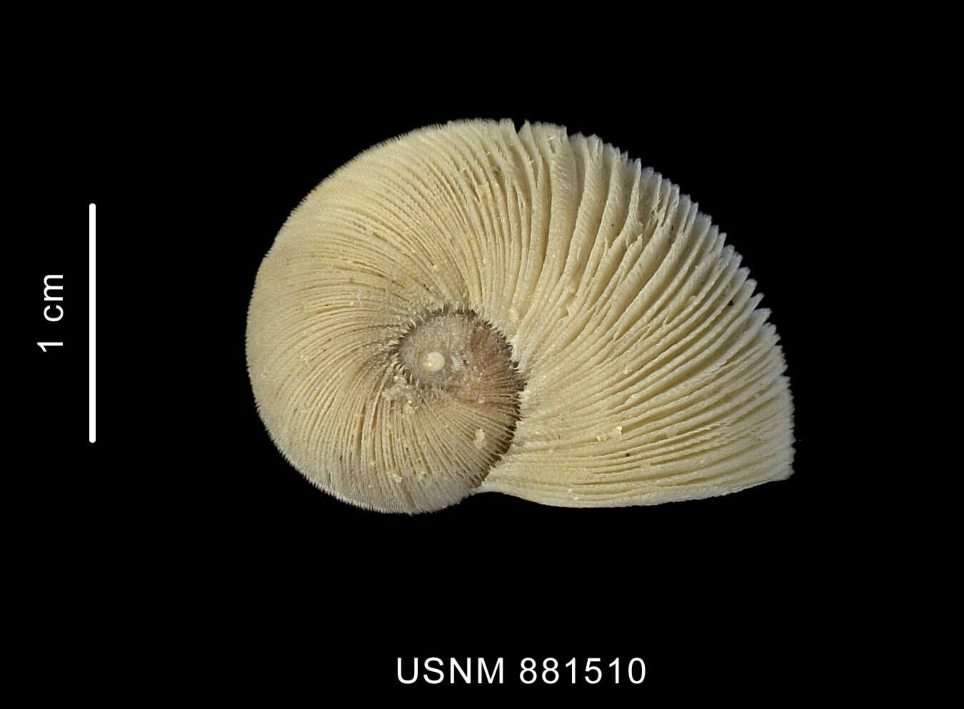 Image of Torellia mirabilis (E. A. Smith 1907)