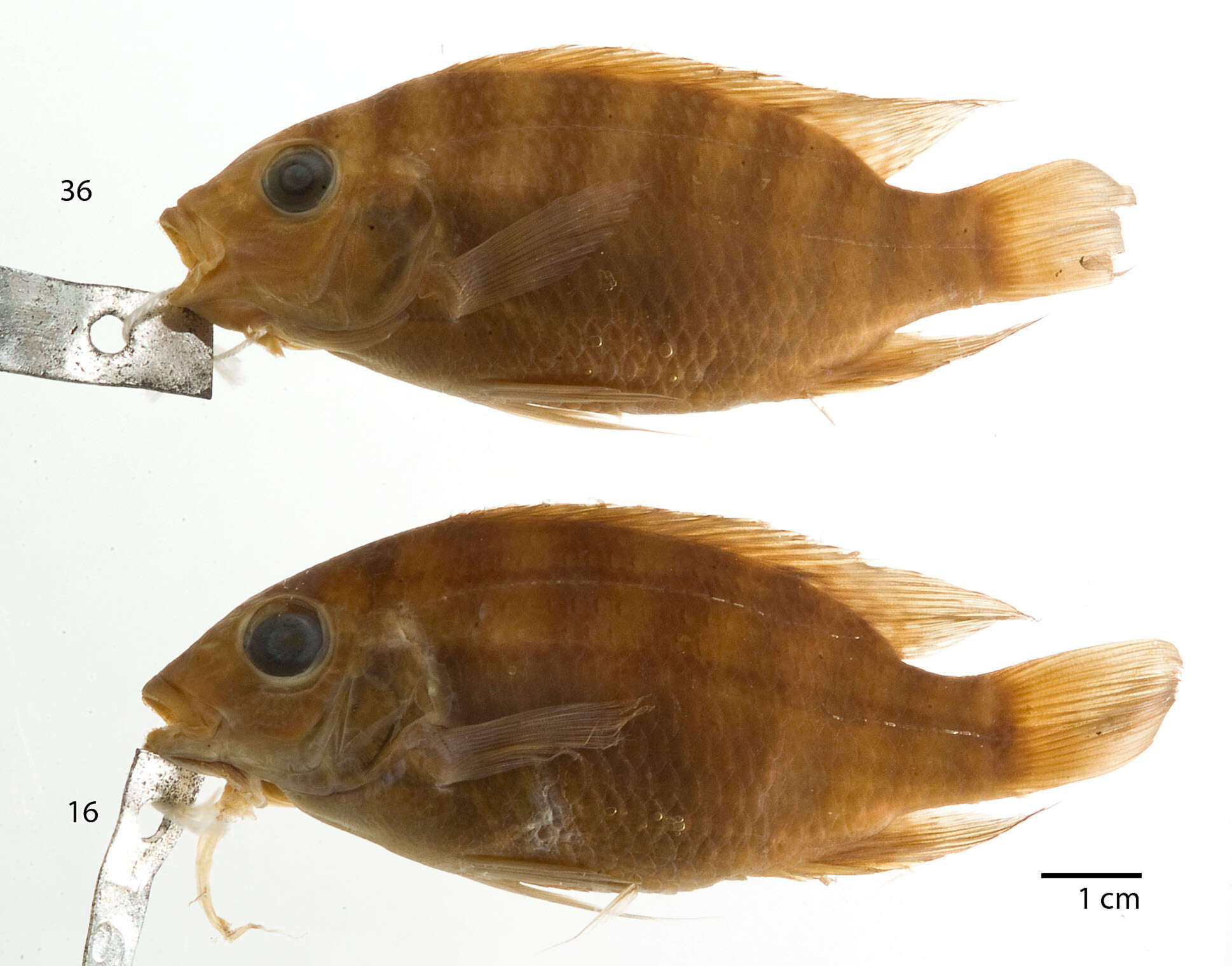 Image of Tilapia brevimanus Boulenger 1911