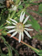 Image of white rosinweed
