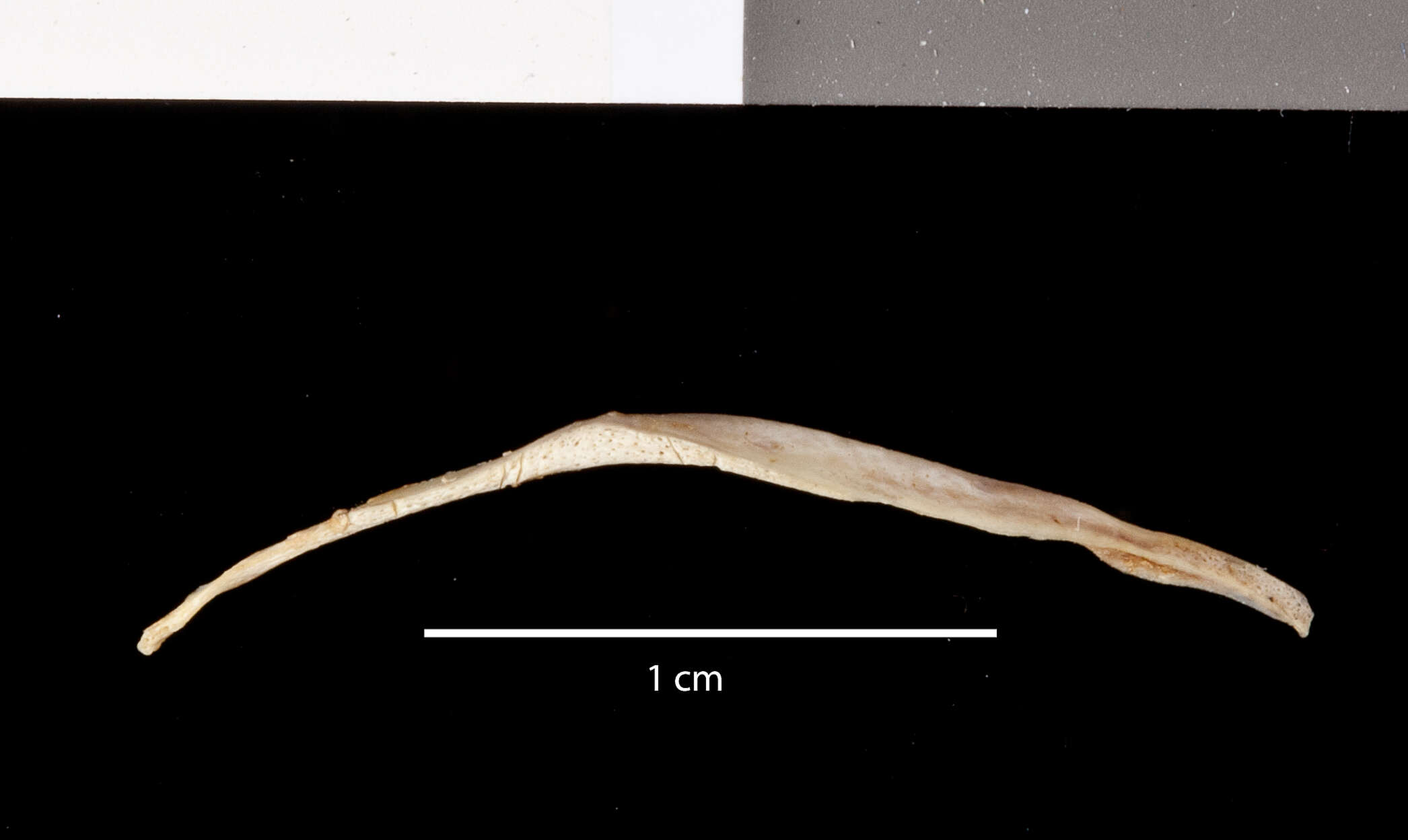 Image of Callospermophilus lateralis certus (Goldman 1921)