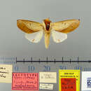 Image of Hemiceras longipennis Schaus 1905