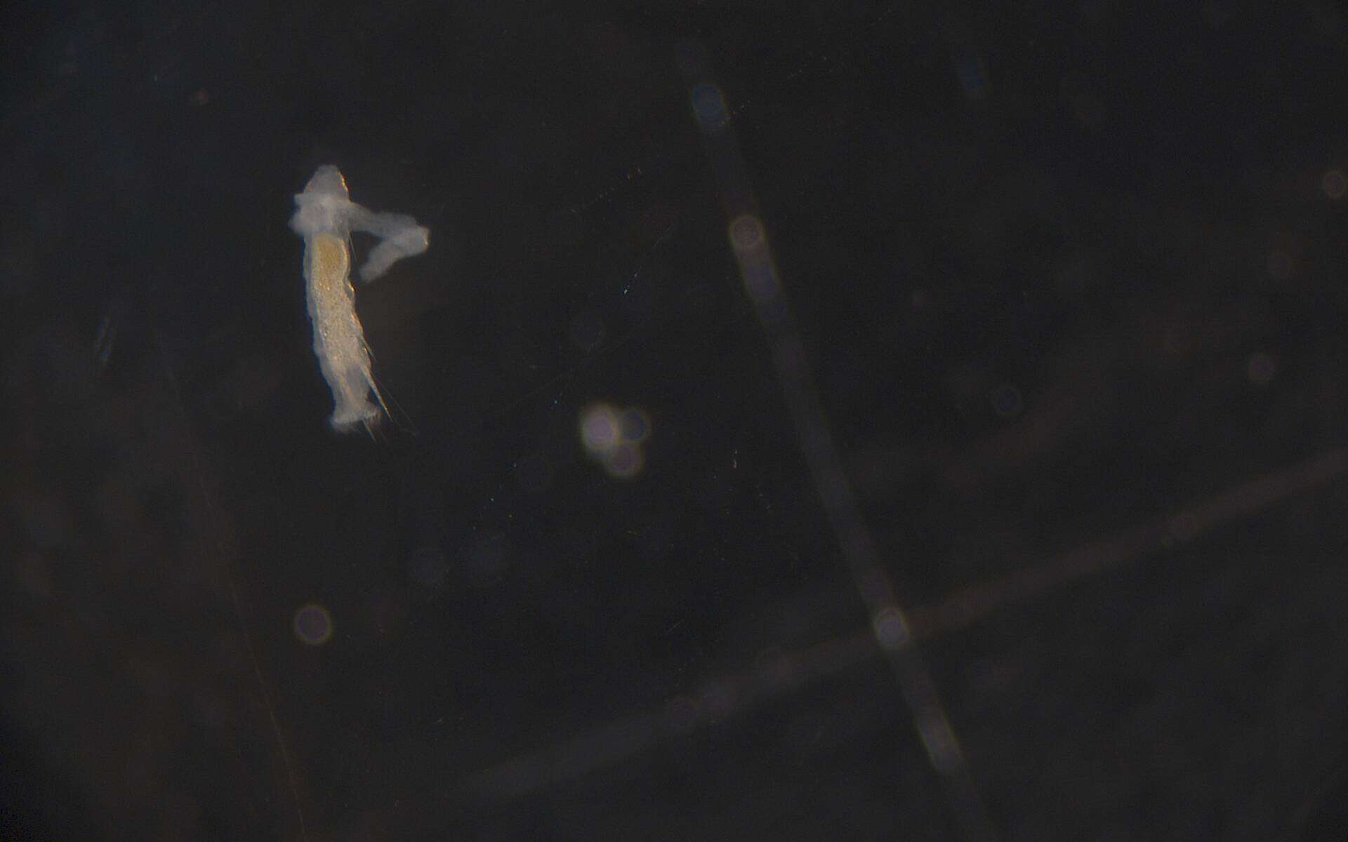 Image of Amphinomidae