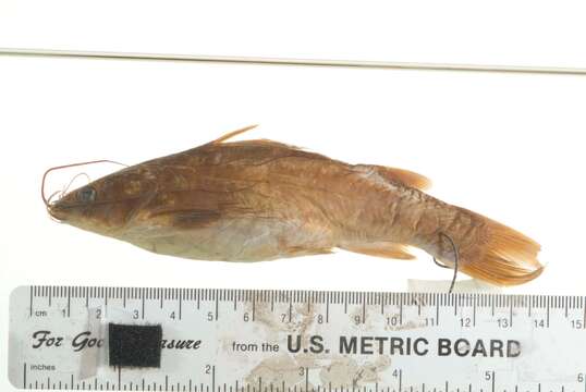 Image of Catfish