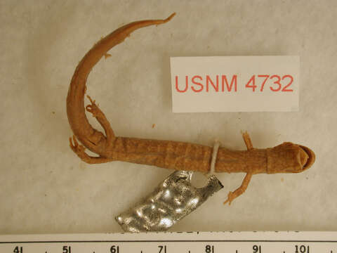 Image of Western Redback Salamander