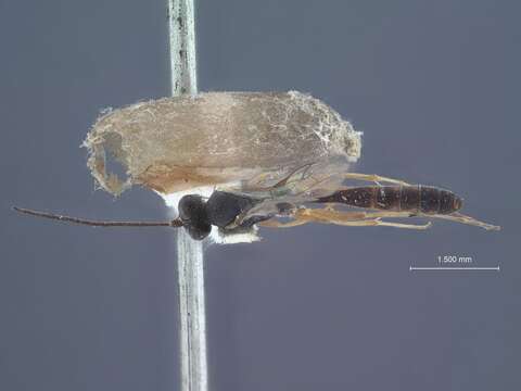 Image of Cymodusopsis