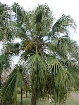 Image of fountain palm