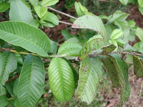 Image of <i>Psidium guayana</i>