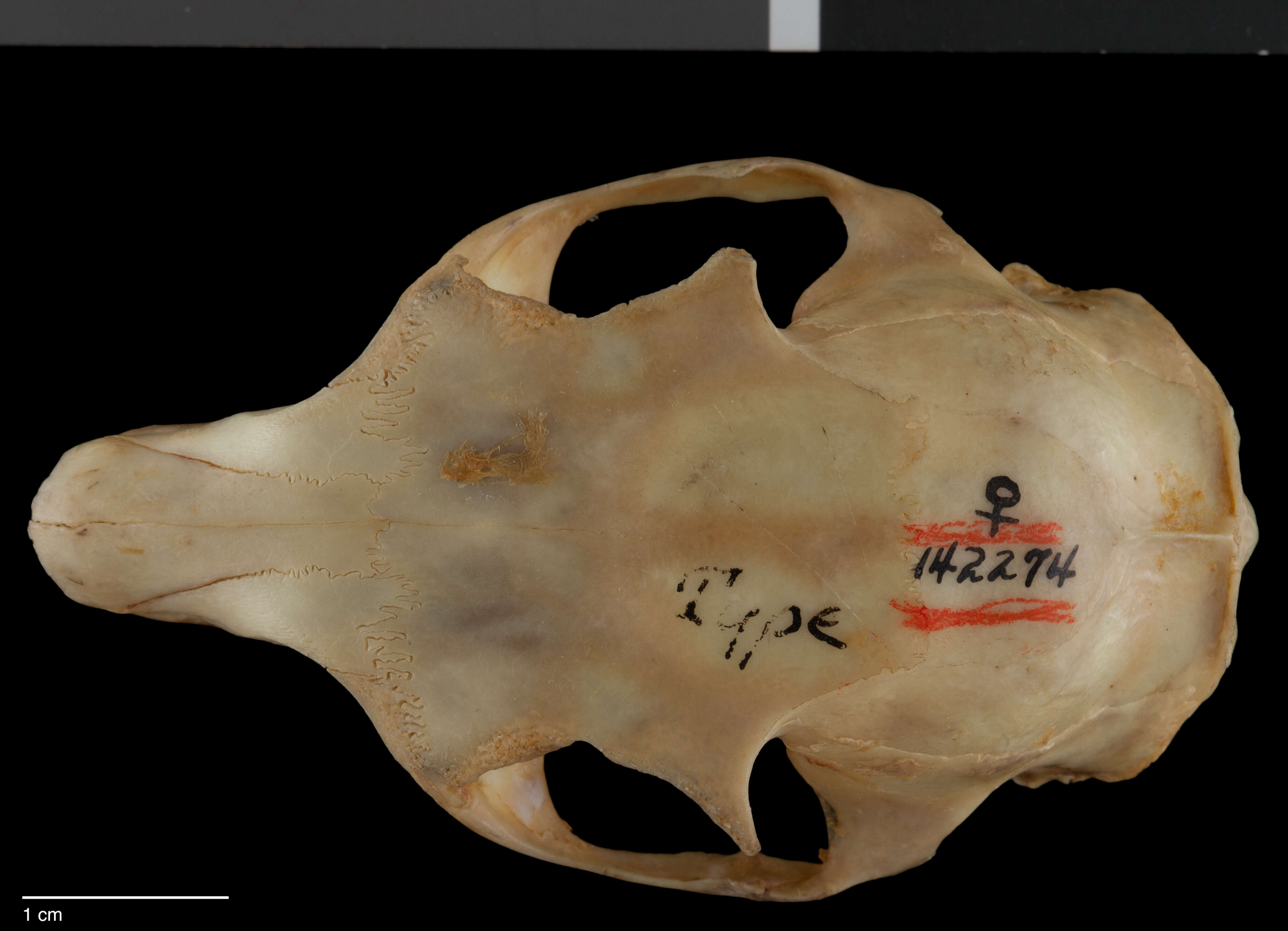 Sivun Sundasciurus hippurus borneensis (Gray 1867) kuva