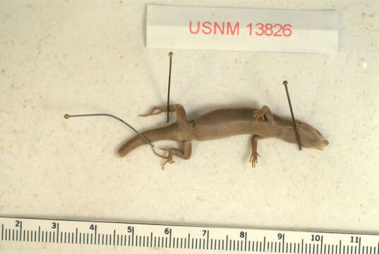 Image of Azure-tailed Skink