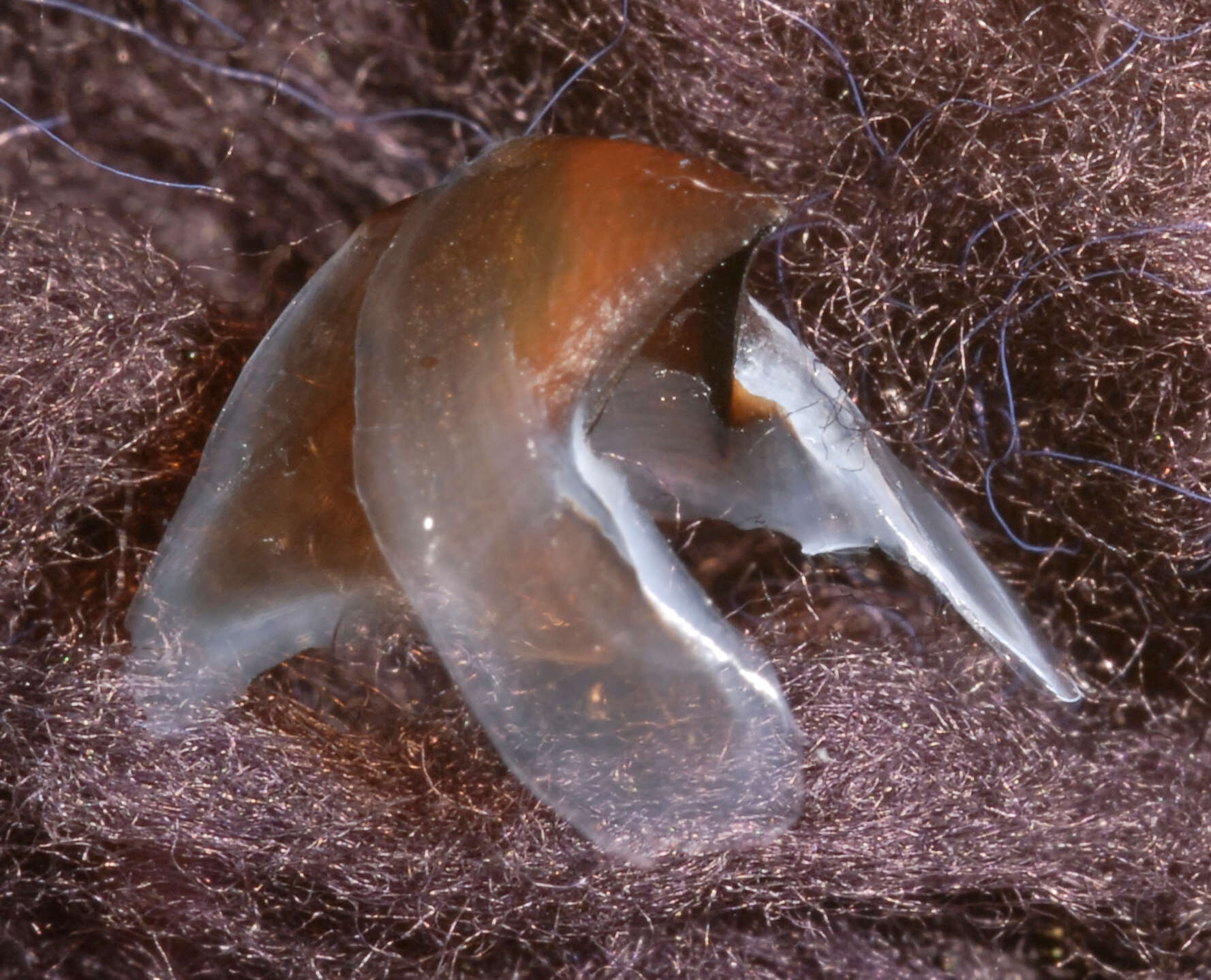 Image of Narrowteuthis nesisi Young & Vecchione 2005