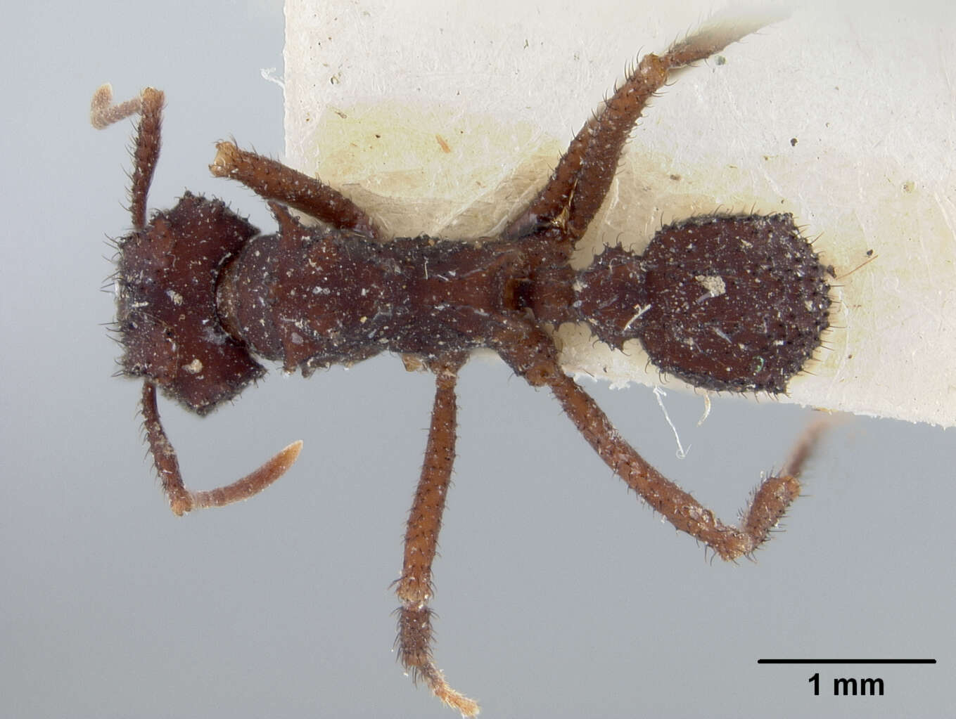 Image of Atta (Trachymyrmex) urichii race marthae Forel