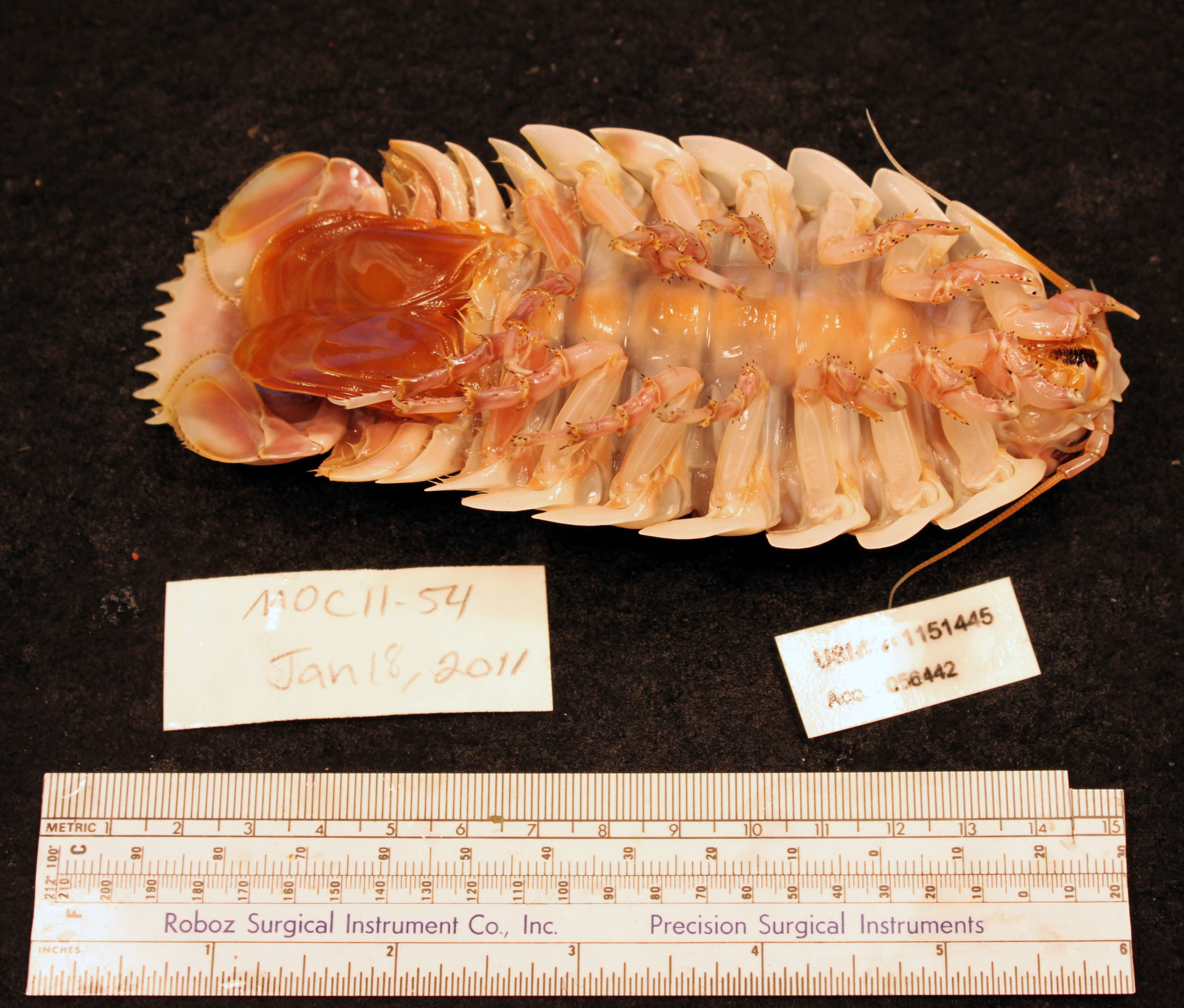 Image of Giant Isopods