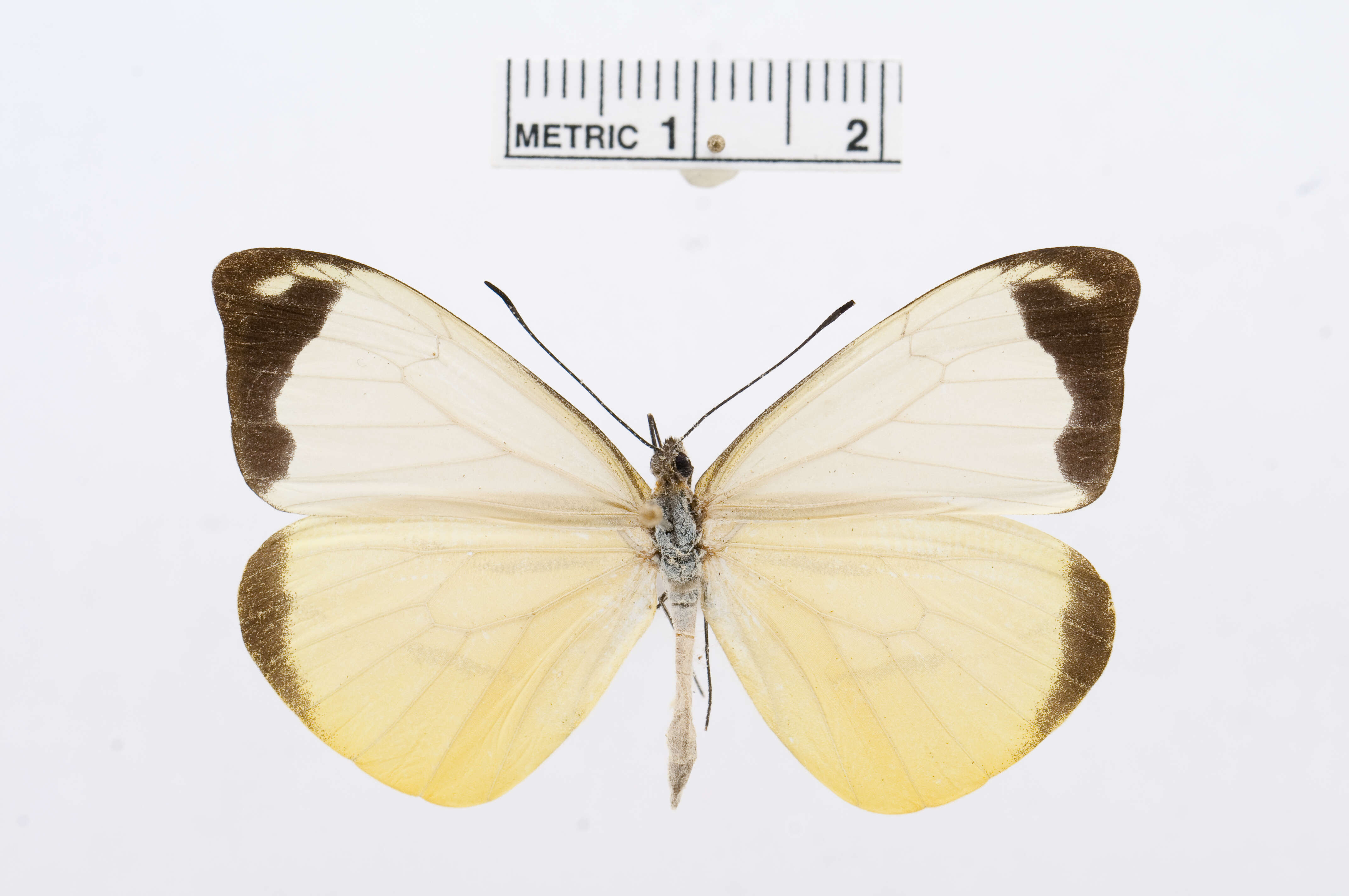 Image of Enantia limnorina (Felder & Felder 1865)