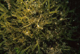 Image of Gracilaria arcuata