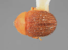 Image of Chramesus strigilis Wood 1971