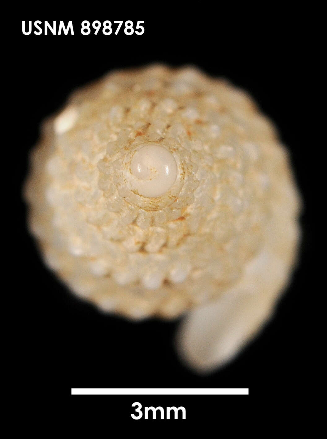 Image of Agladrillia fuegiensis (E. A. Smith 1888)