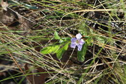 صورة Dyschoriste oblongifolia (Michx.) Kuntze