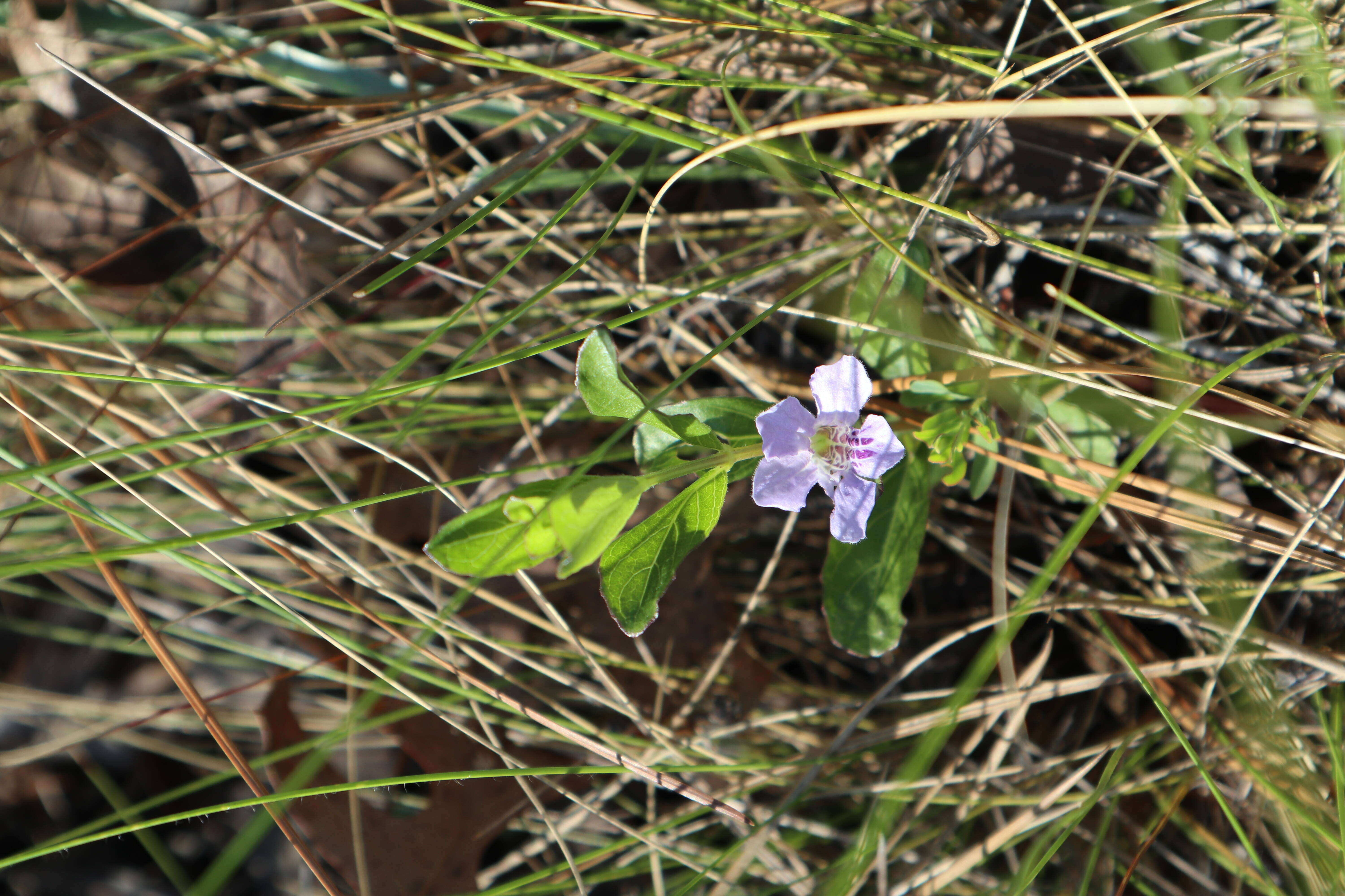 Dyschoriste oblongifolia (Michx.) Kuntze的圖片