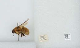 Imagem de Bombus diversus Smith 1869