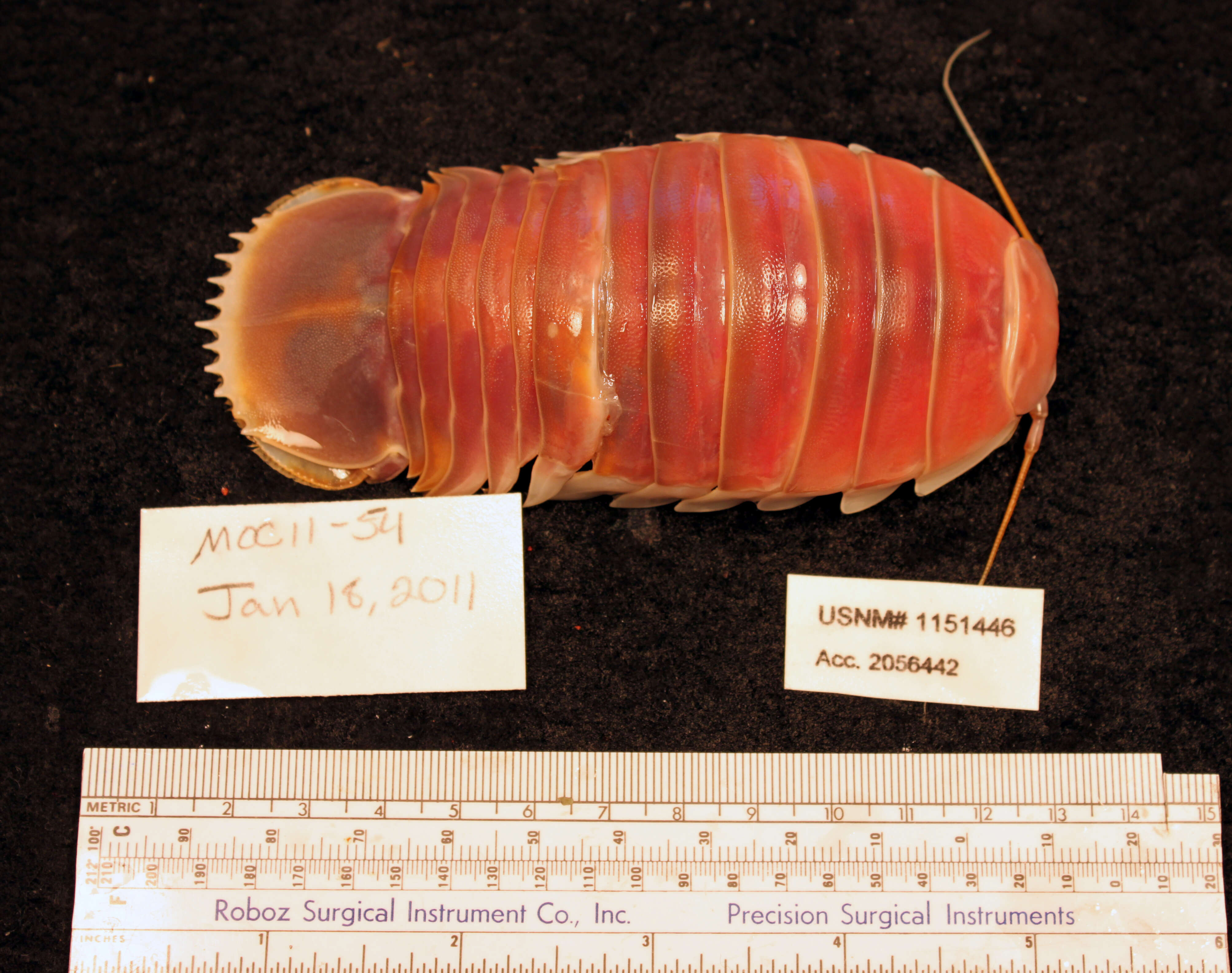 Image of Giant Isopods