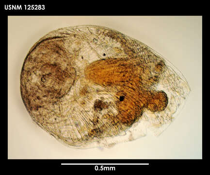 Image of Litoscalpellum simplex Newman & Ross 1971