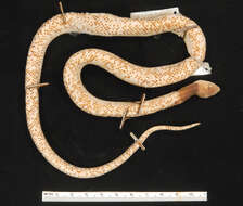 Image of Troschel's Pampas Snake