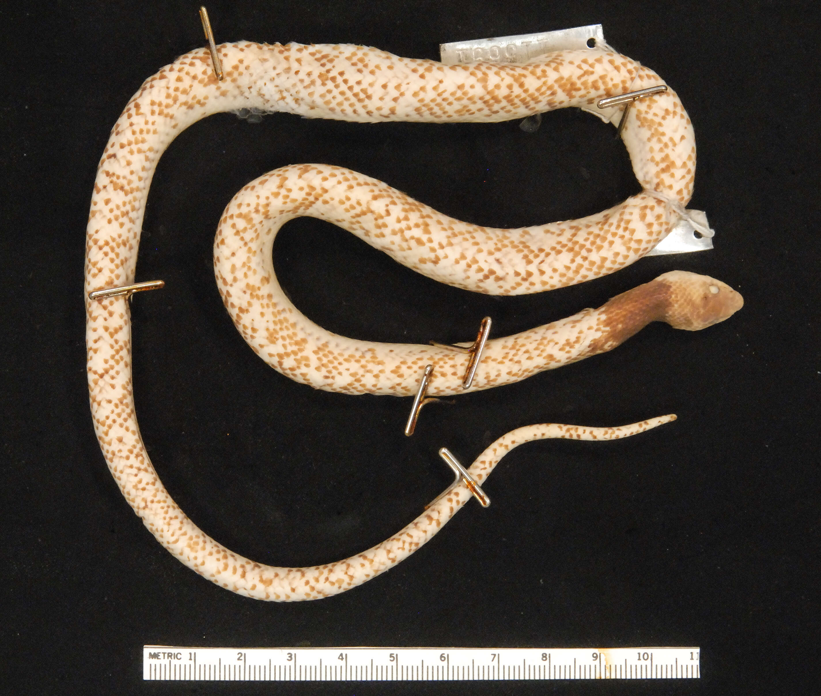 Image of Troschel's Pampas Snake