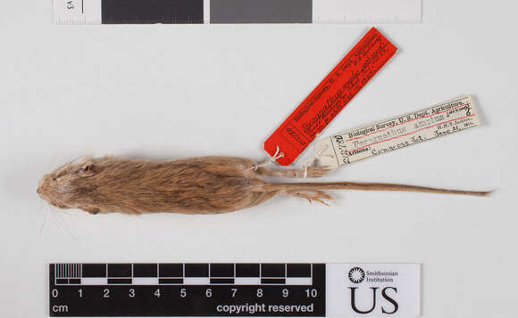 Image of Arizona pocket mouse