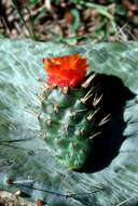 Image of sour pricklypear