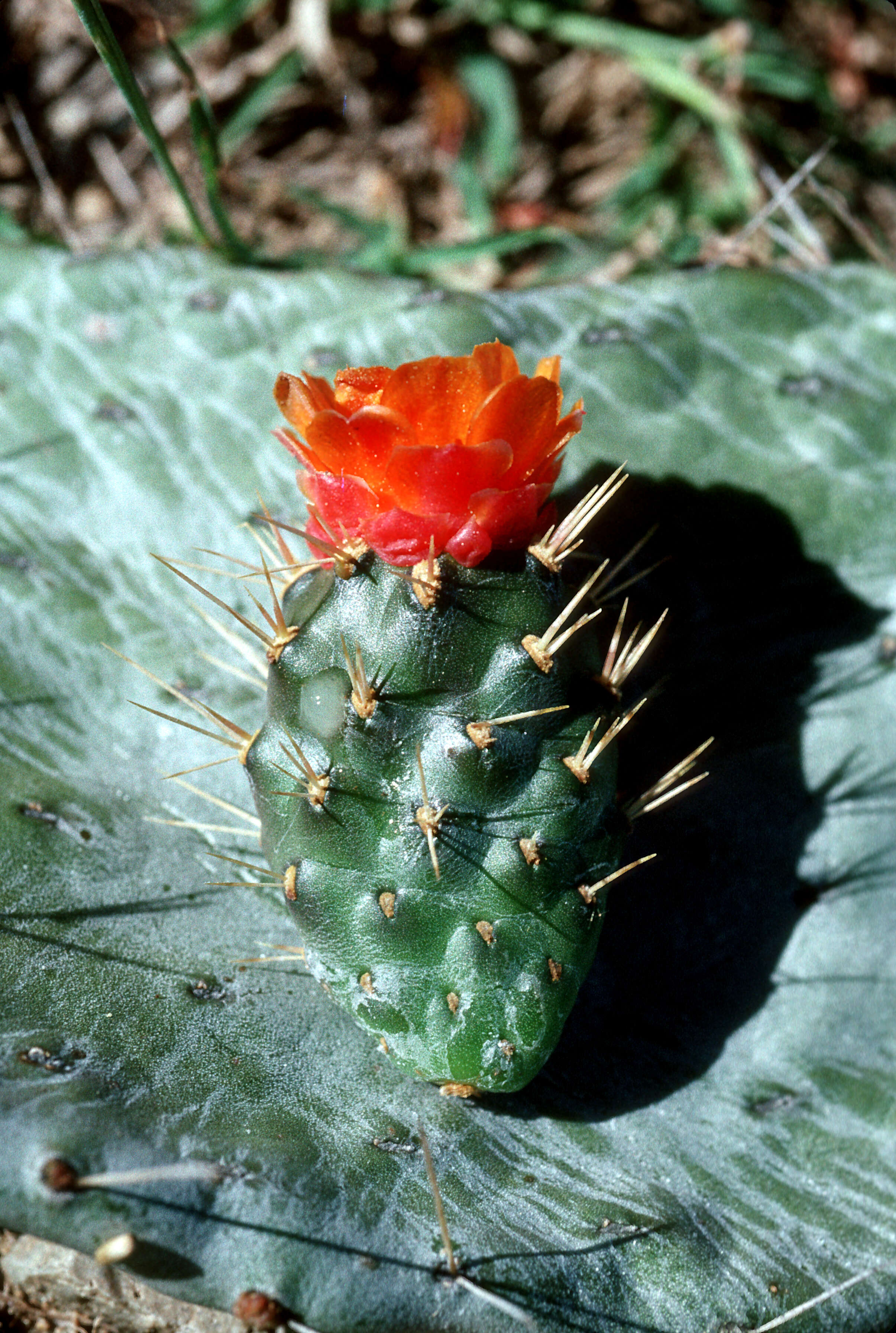 Image of sour pricklypear