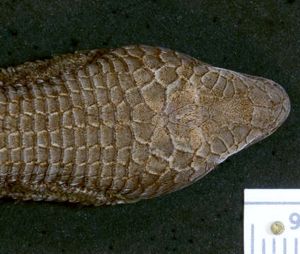 Image of Mount Orizaba Alligator Lizard