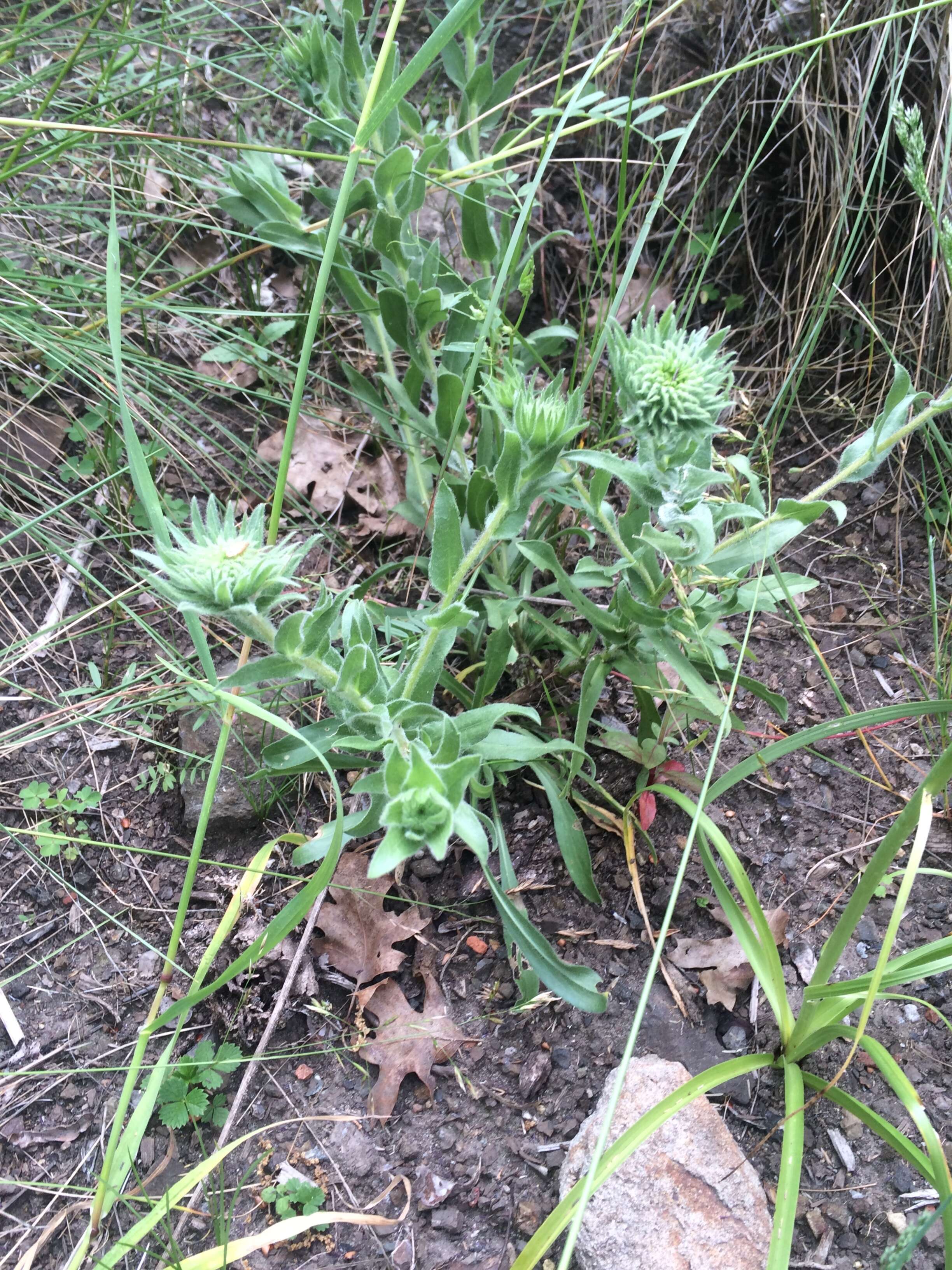 Grindelia hirsutula Hook. & Arn. resmi