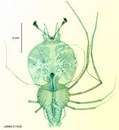 Image of Scyllarus Fabricius 1775