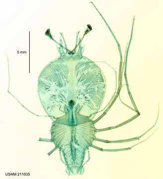 Image of Scyllarus Fabricius 1775