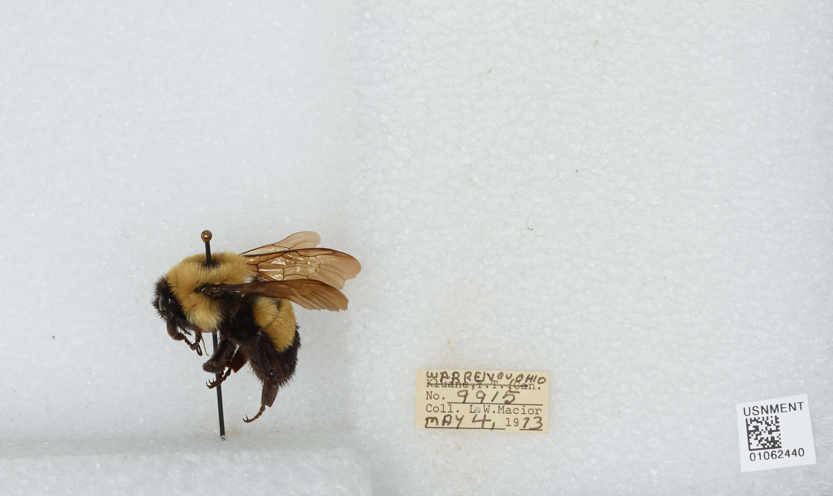 Слика од Bombus affinis Cresson 1864