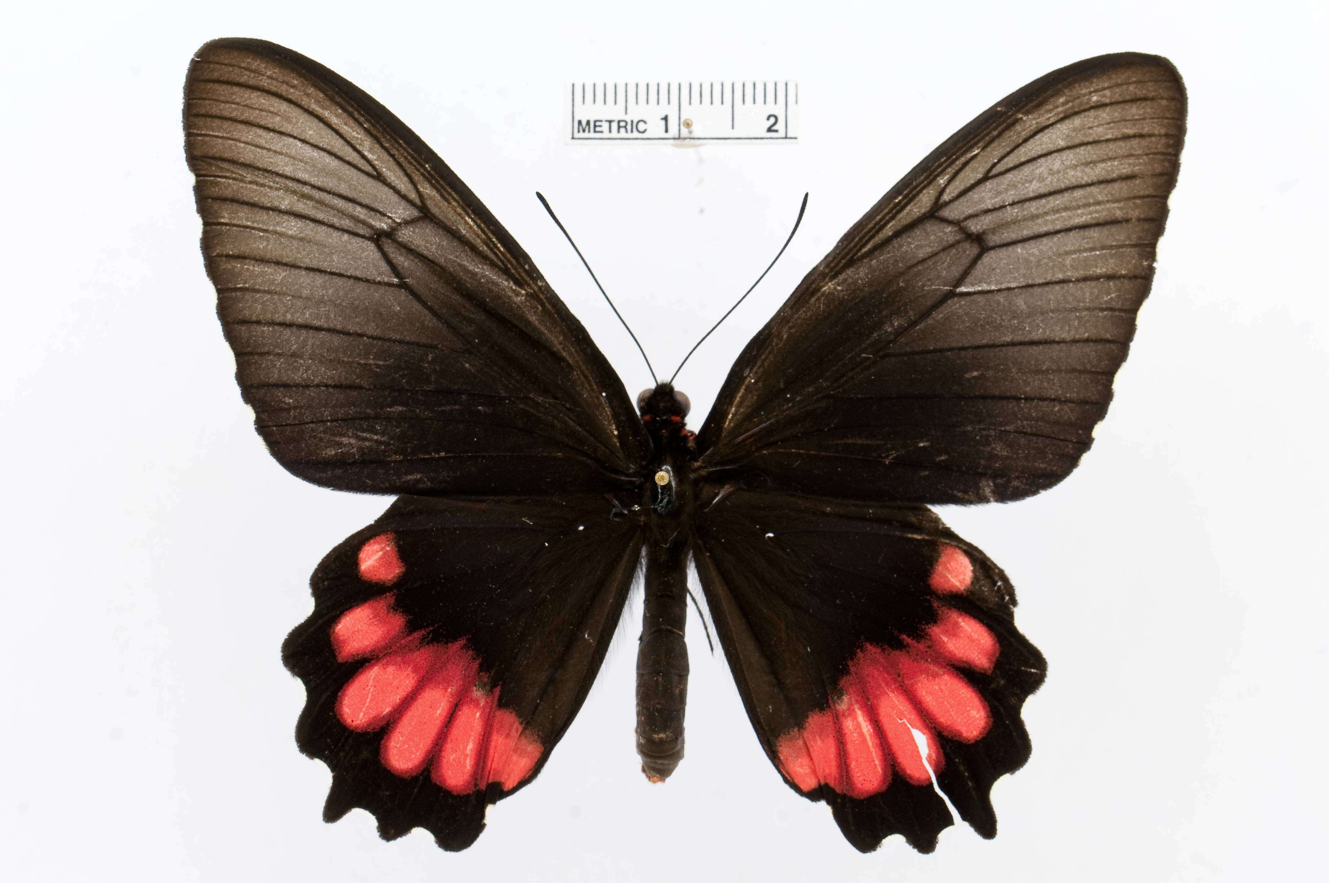 Sivun Parides orellana (Hewitson 1852) kuva