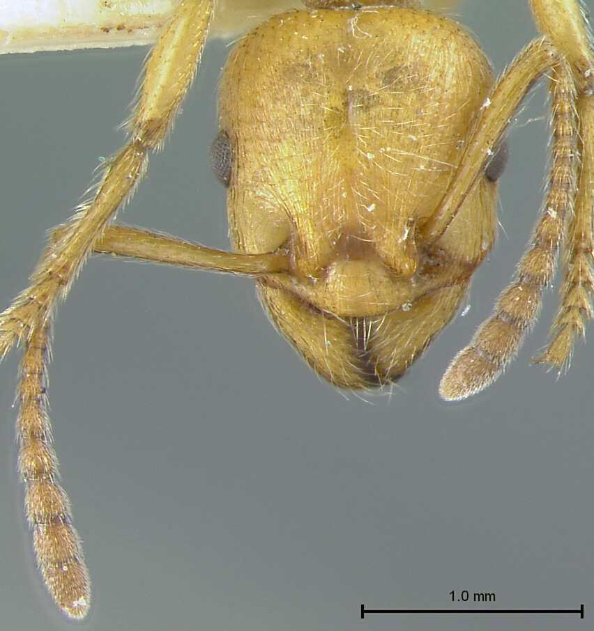 Image of Myrmica Latreille 1804
