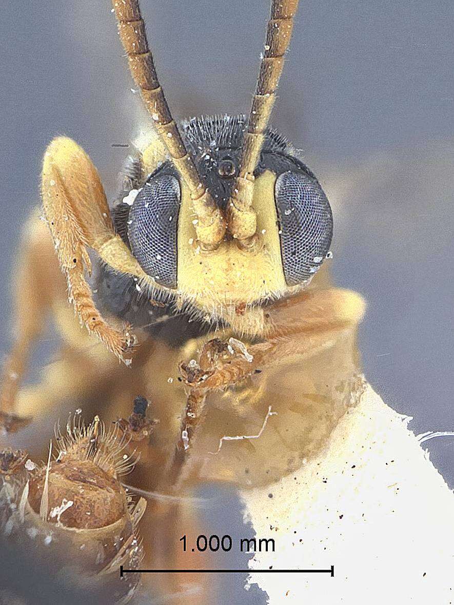 Image of Ctenochira deplanata Townes & Townes 1949