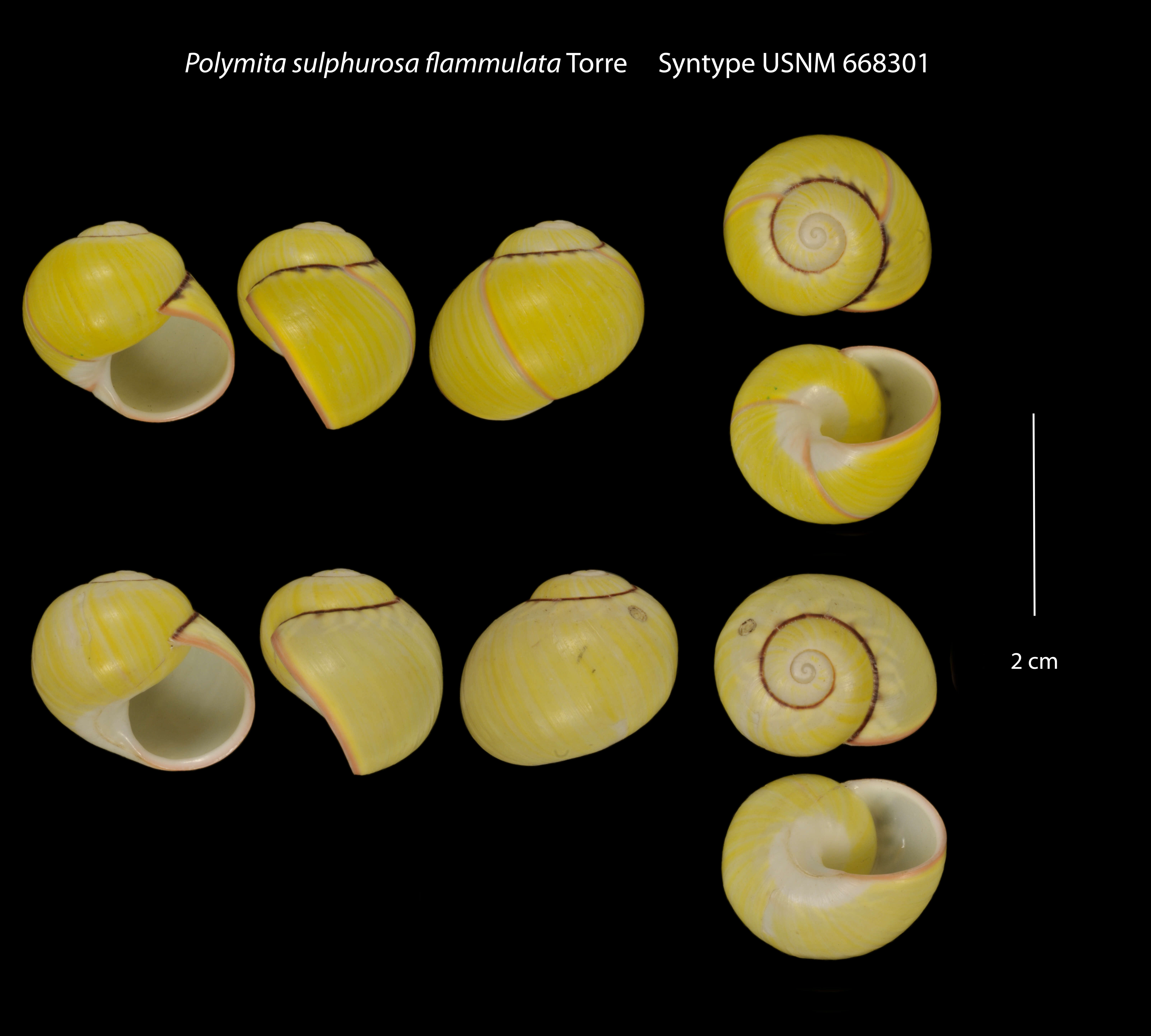 Image of <i>Polymita sulphurosa</i>