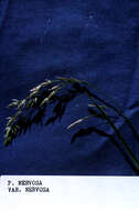 Image of Hooker's Blue Grass