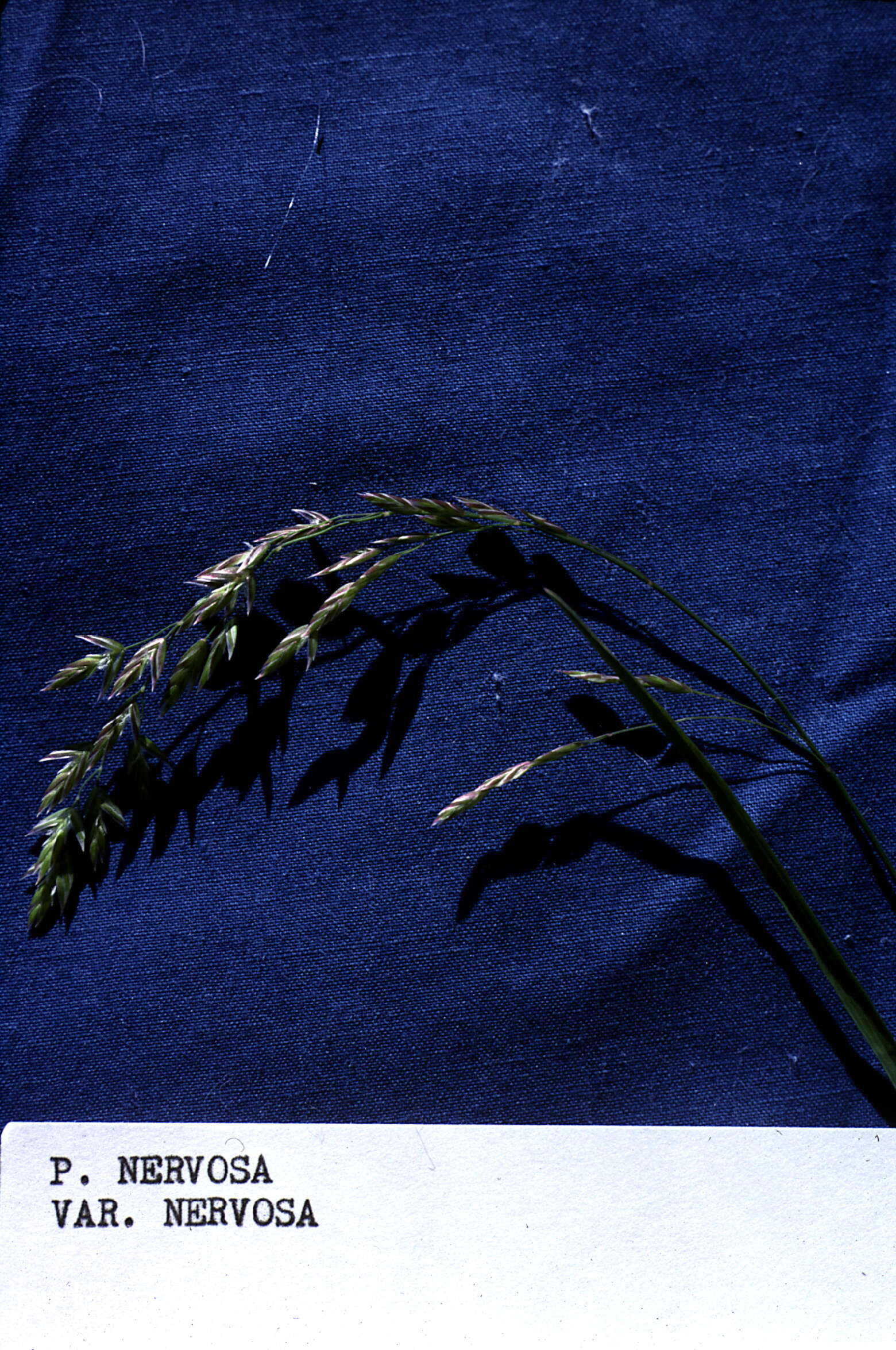 Image of Hooker's Blue Grass
