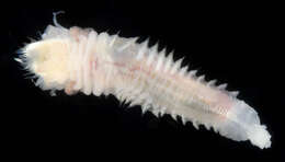 Image of ice cream cone worm