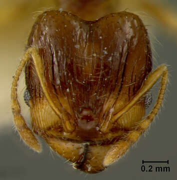 Image of Pheidole knowlesi extensa Mann 1921