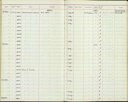 Plancia ëd Threnetes leucurus medianus Hellmayr 1929