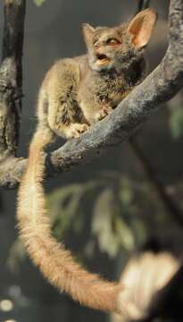 Image of Senegal Bushbaby