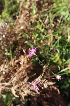 Image of stemless ironweed